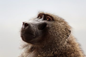 Baboon in the Kenya