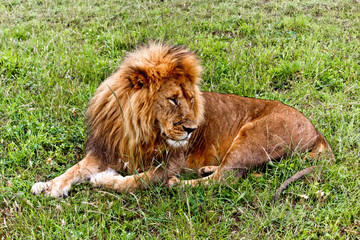 Lion in the Kenya