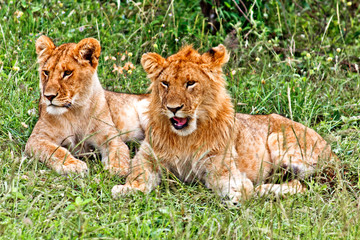 Small Lion and Lioness