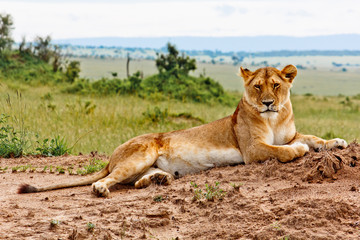 Lioness portrait from Kenya