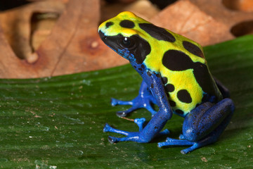 poison dart frog