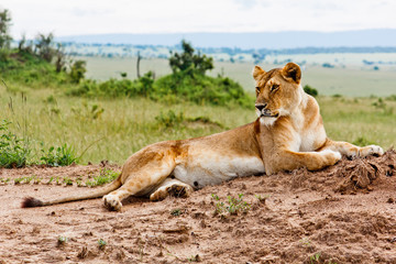 Fototapeta na wymiar Portret Lioness z Kenii