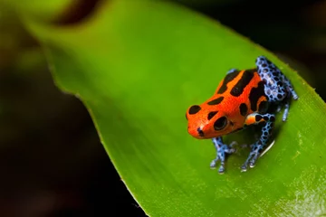 Crédence de cuisine en verre imprimé Grenouille red poison frog