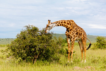 The Giraffe