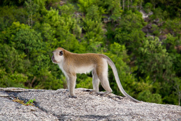 Wild Monkey on the mountain