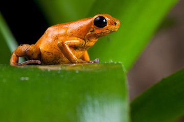 poison dart frog
