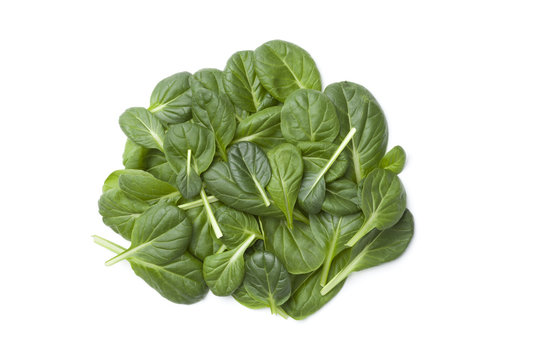 Fino Fresco Italian lettuce