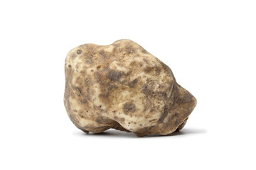 Whole single white truffle