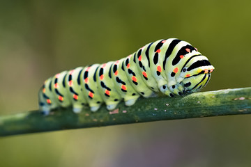 Fototapeta premium Papilio machaon
