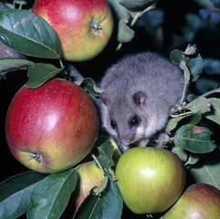 Siebenschläfer_116842