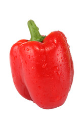 Rote  Paprika