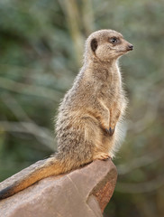 Meerkat