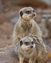 Meerkats