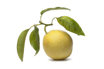 Citrus Medica fruit