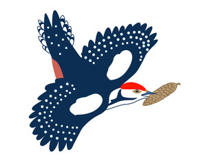 jay drawing on white background