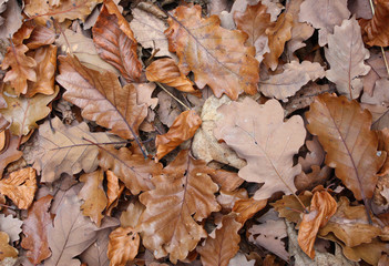 Tappeto di foglie secche in autunno