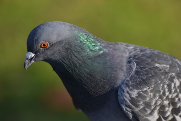 Pigeon