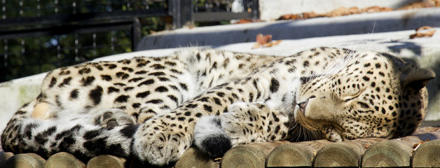 Leopardo che dorme