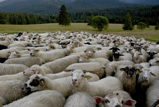 Sheeeps in sheepfold