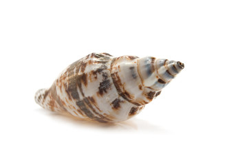 sea shell isolated