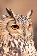 Naklejka premium portrait of real owl