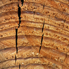 Macro texture wood