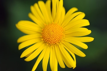 yellow flower