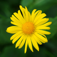 Obraz premium yellow flower