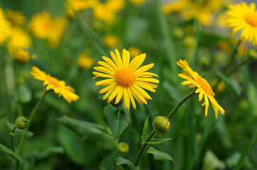 yellow flowers