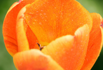 orange tulip close up - Powered by Adobe