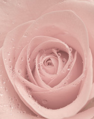 soft pink rose with water drops