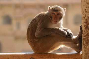 Naklejka premium Affensitz