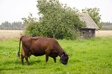 cow graze meadow abandoned building apple tree.