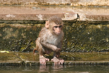 Obraz premium Affenbaby am Wasser