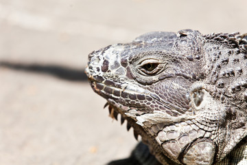 Big Iguana