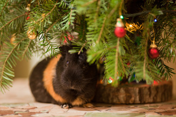 Guinea-pig at Christmas tree