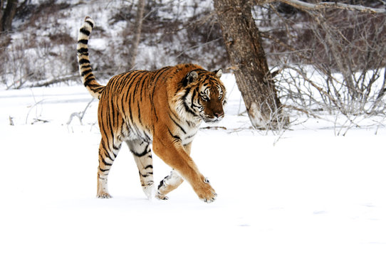 Siberian Tiger