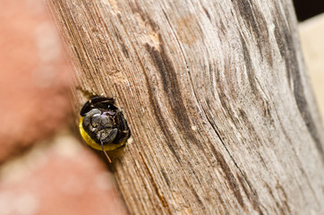 Carpenter bee in the nature