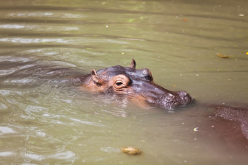 Big hippos