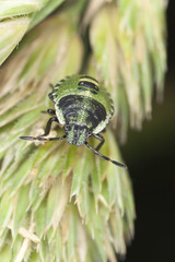 Shield bug nymph, extreme close-up