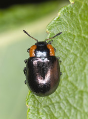 Leaf beetle, Chrysomela collaris, macro photo