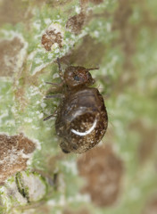 Small springtail, extreme close-up