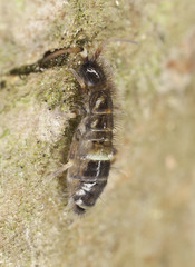 Small springtail, extreme close-up