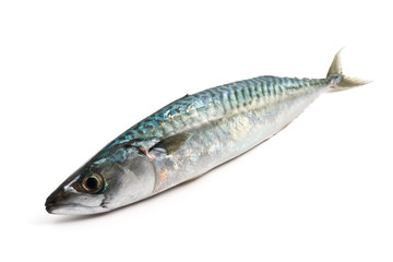 Fototapeta premium sgombro - mackerel over white