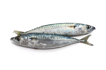 two mackerel - due sgombri