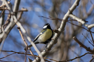 Obraz premium Kuşlar15