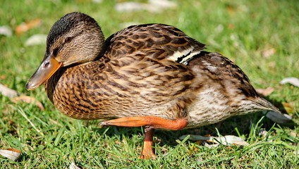 duck