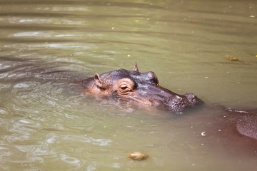 Fototapeta premium Big hippos