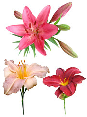 Lilies flowers it is isolated a holiday
