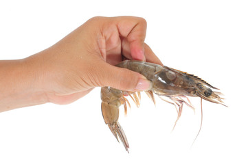 Hand Holding A fresh Prawn